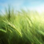 barley field in sunset time